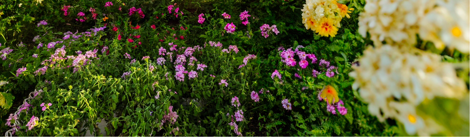 The Garden Collection
