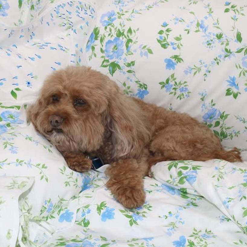 Mrs. Carl's cockapoo, Patchie, on a bed of D. Porthault prints: Fleurs du Vent, Pensees Soft Green and Bouquet Eclate Blue and Green.